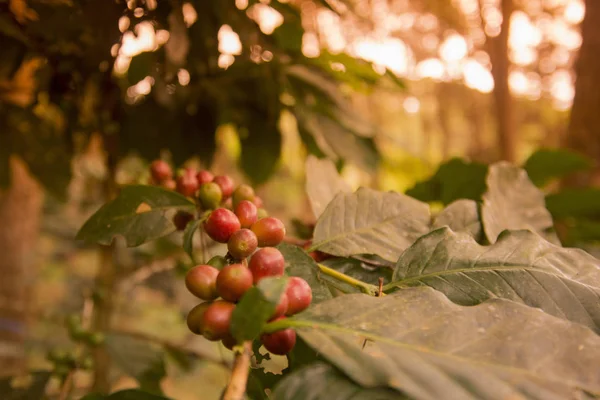 Kávové plantáže, Thajsko — Stock fotografie