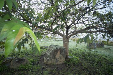 kavanoz düz bir site