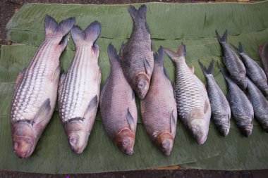 taze mekong balık Fodd piyasada