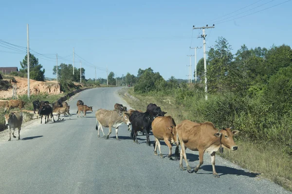 road with cows on the road to Luang Prabang