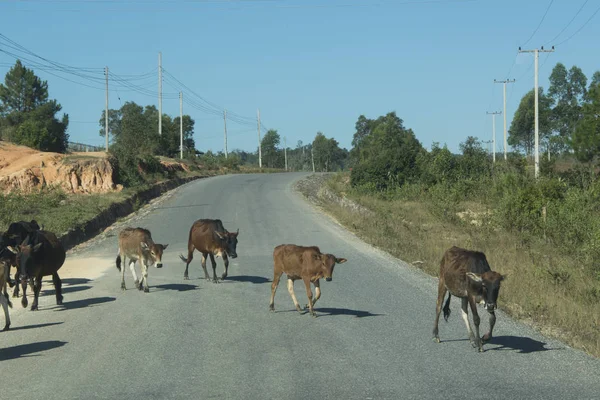 Road with cows on the road to Luang Prabang — Stock Photo, Image