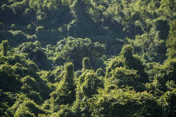 Tropisk skog, landskap — Stockfoto