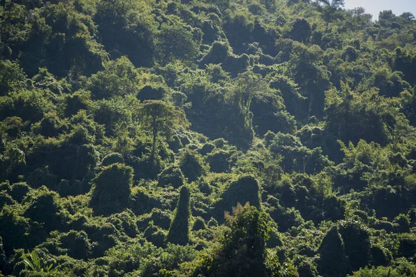 Floresta tropical, Paisagem — Fotografia de Stock