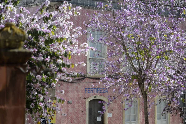 Portekiz Silves şehir eski bir evde