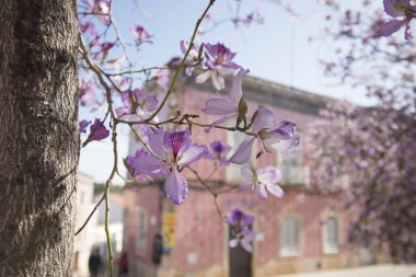 Portekiz Silves şehir eski bir evde