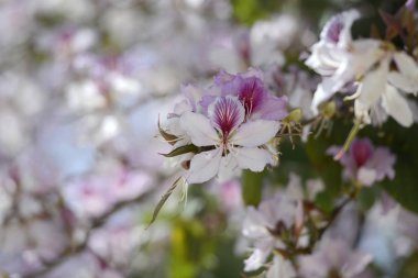 Silves eski şehir içinde springflowers 