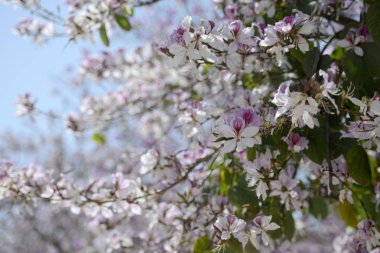 Silves eski şehir içinde springflowers 