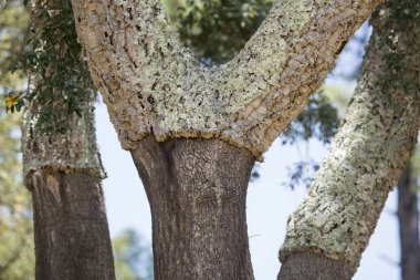 bir mantar orman ve saç ekimi