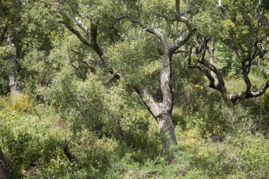 bir mantar orman ve plantasyon Portekiz