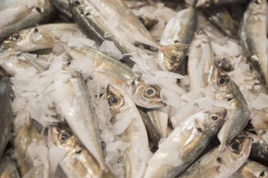 sardalya balık markethall