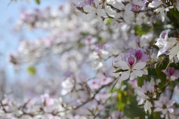 Silves eski şehir içinde springflowers 