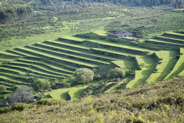 Pirinç terasları Portekiz — Stok fotoğraf