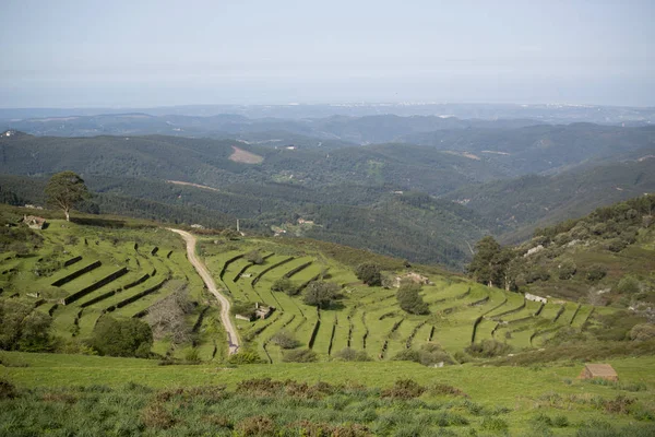 Rice terraces in Portugal — Stock Photo, Image