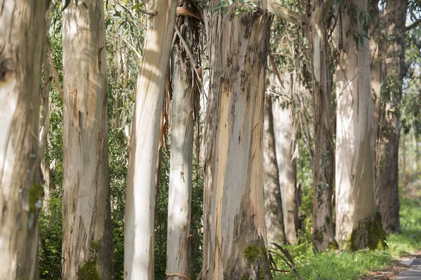 Árvores de eucalipto perto da cidade de Monchique — Fotografia de Stock