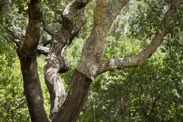 Korkwald und Plantage in Portugal — Stockfoto