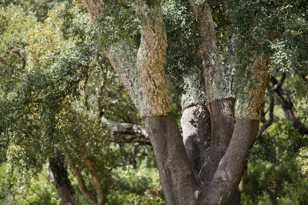 Un bosque de corcho y plantación en Portugal —  Fotos de Stock