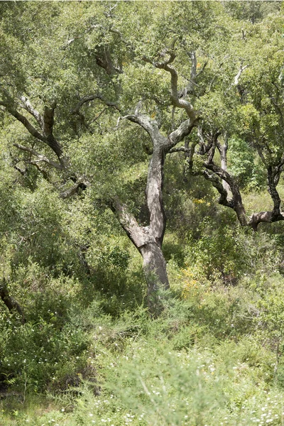 Un bosque de corcho y plantación en Portugal —  Fotos de Stock