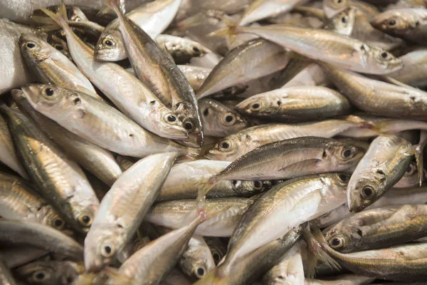 Pescado de sardinas en el mercadotodo —  Fotos de Stock