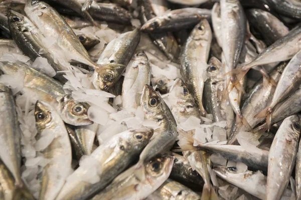 Pescado de sardinas en el mercadotodo —  Fotos de Stock