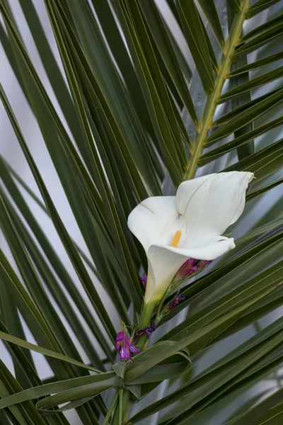 Η πομπή Πάσχα Festa das Tochas Flores στην Πορτογαλία — Φωτογραφία Αρχείου