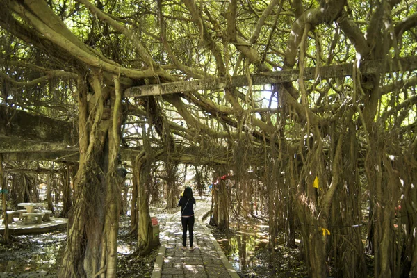 Мангровый Лесной Парк Сай Нгам Баян Дерево Городе Пхимай Провинции — стоковое фото