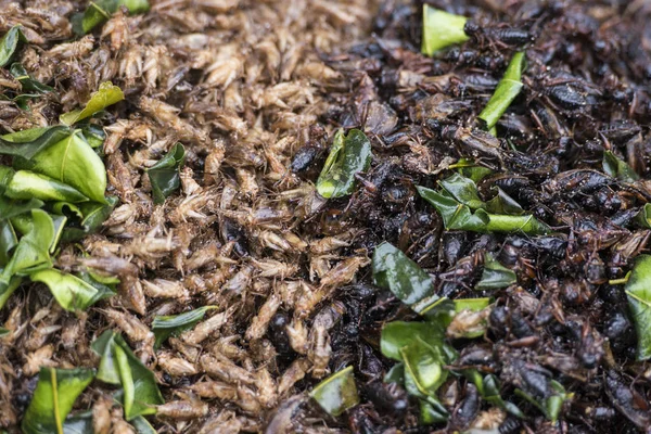 Insectos Mercado Alimentos Tradicionales Festival Phimai Ciudad Phimai Provincia Nakhon — Foto de Stock