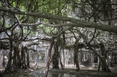 mangrove Forest park Provinz Nakhon Ratchasima Tayland Isan içinde Phimai kasaba Sai Ngam Bayan ağacı. Tayland, Phimai, Kasım, 2017.