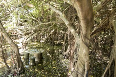 mangrove Forest park Provinz Nakhon Ratchasima Tayland Isan içinde Phimai kasaba Sai Ngam Bayan ağacı. Tayland, Phimai, Kasım, 2017.