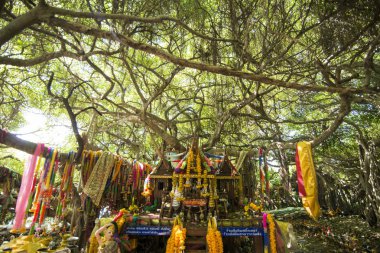 mangrove Forest park Provinz Nakhon Ratchasima Tayland Isan içinde Phimai kasaba Sai Ngam Bayan ağacı. Tayland, Phimai, Kasım, 2017.