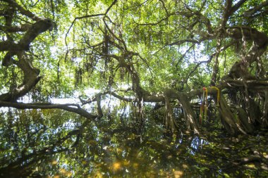 mangrove Forest park Provinz Nakhon Ratchasima Tayland Isan içinde Phimai kasaba Sai Ngam Bayan ağacı. Tayland, Phimai, Kasım, 2017.