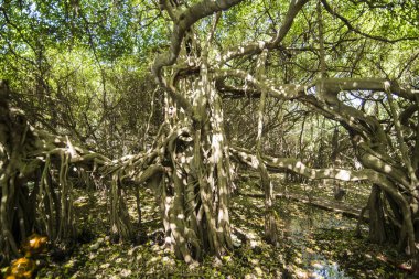 mangrove Forest park Provinz Nakhon Ratchasima Tayland Isan içinde Phimai kasaba Sai Ngam Bayan ağacı. Tayland, Phimai, Kasım, 2017.