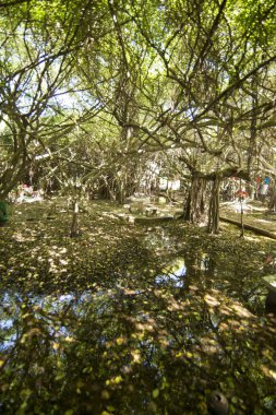 mangrove Forest park Provinz Nakhon Ratchasima Tayland Isan içinde Phimai kasaba Sai Ngam Bayan ağacı. Tayland, Phimai, Kasım, 2017.