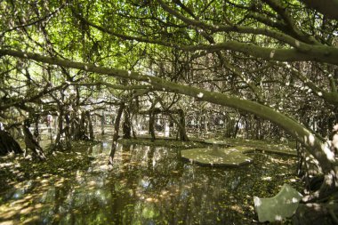 mangrove Forest park Provinz Nakhon Ratchasima Tayland Isan içinde Phimai kasaba Sai Ngam Bayan ağacı. Tayland, Phimai, Kasım, 2017.