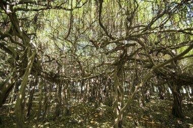 mangrove Forest park Provinz Nakhon Ratchasima Tayland Isan içinde Phimai kasaba Sai Ngam Bayan ağacı. Tayland, Phimai, Kasım, 2017.
