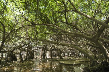mangrove Forest park Provinz Nakhon Ratchasima Tayland Isan içinde Phimai kasaba Sai Ngam Bayan ağacı. Tayland, Phimai, Kasım, 2017.