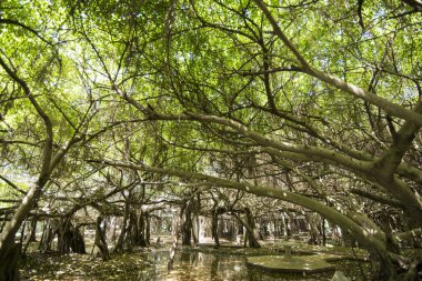 mangrove Forest park Provinz Nakhon Ratchasima Tayland Isan içinde Phimai kasaba Sai Ngam Bayan ağacı. Tayland, Phimai, Kasım, 2017.