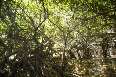 mangrove Forest park Provinz Nakhon Ratchasima Tayland Isan içinde Phimai kasaba Sai Ngam Bayan ağacı. Tayland, Phimai, Kasım, 2017.