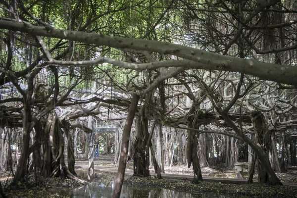 Мангровый Лесной Парк Сай Нгам Баян Дерево Городе Пхимай Провинции — стоковое фото