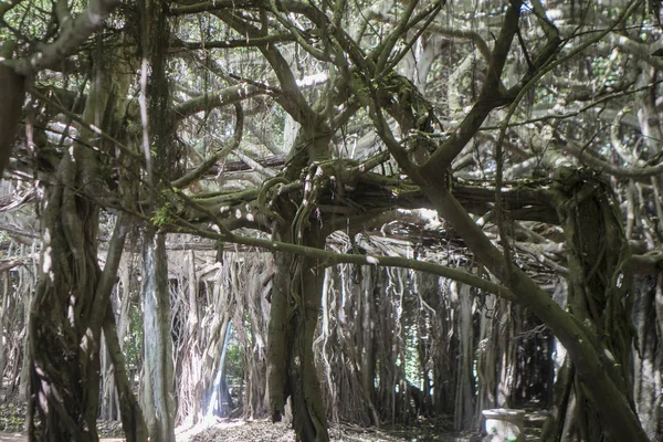 Parque Florestal Mangue Árvore Sai Ngam Bayan Cidade Phimai Província — Fotografia de Stock
