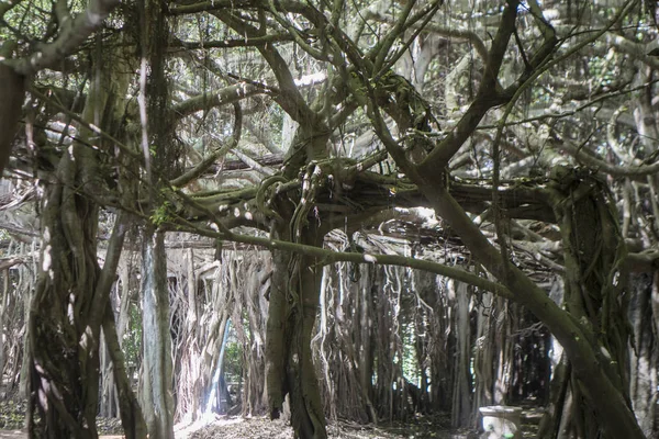 Der Mangrovenwald Park Des Sai Ngam Bayan Baums Der Stadt — Stockfoto