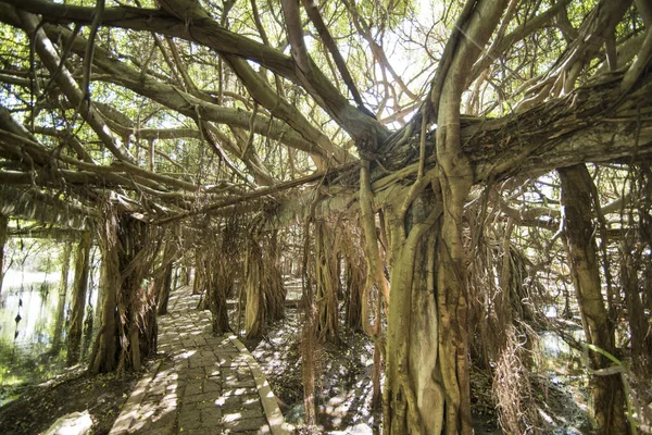 Der Mangrovenwald Park Des Sai Ngam Bayan Baums Der Stadt — Stockfoto