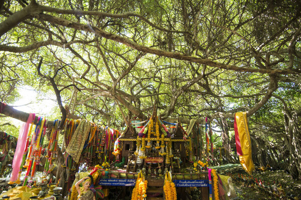 the mangrove Forest park of the Sai Ngam Bayan Tree in the Town of Phimai in the Provinz Nakhon Ratchasima in Isan in Thailand. Thailand, Phimai, November, 2017.