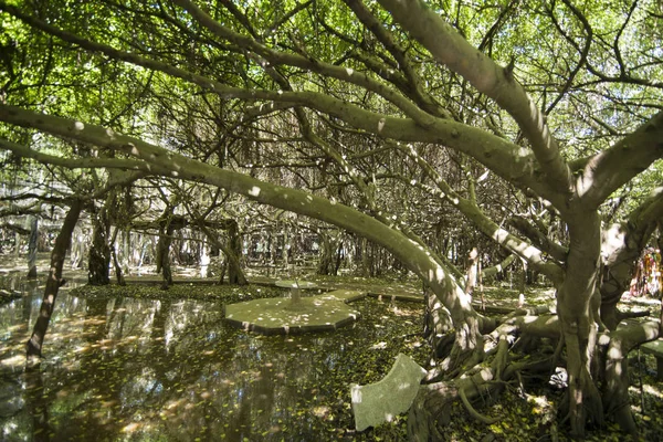 mangrove Forest park Provinz Nakhon Ratchasima Tayland Isan içinde Phimai kasaba Sai Ngam Bayan ağacı. Tayland, Phimai, Kasım, 2017.