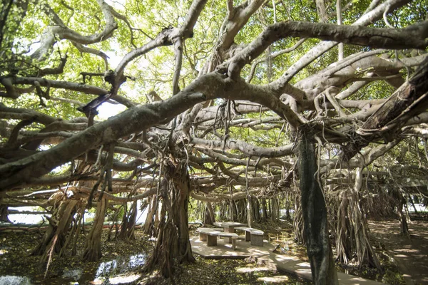 Der Mangrovenwald Park Des Sai Ngam Bayan Baums Der Stadt — Stockfoto