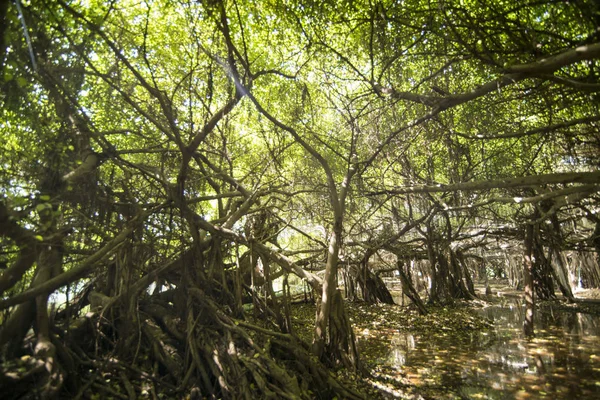 Parque Florestal Mangue Árvore Sai Ngam Bayan Cidade Phimai Província — Fotografia de Stock