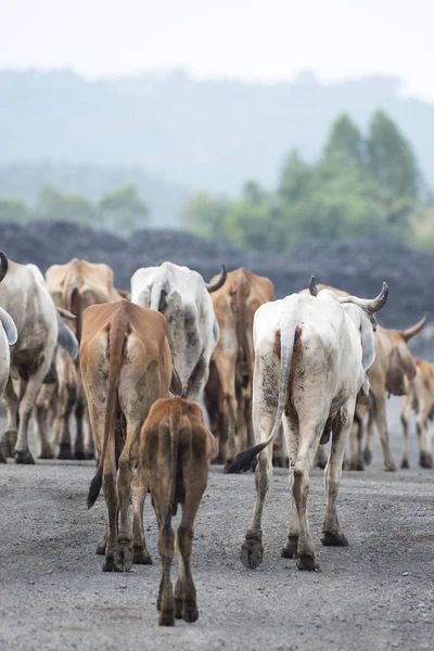 Krávy Silnici Poblíž Města Buriram Provincii Buri Ram Isan Severovýchodním — Stock fotografie