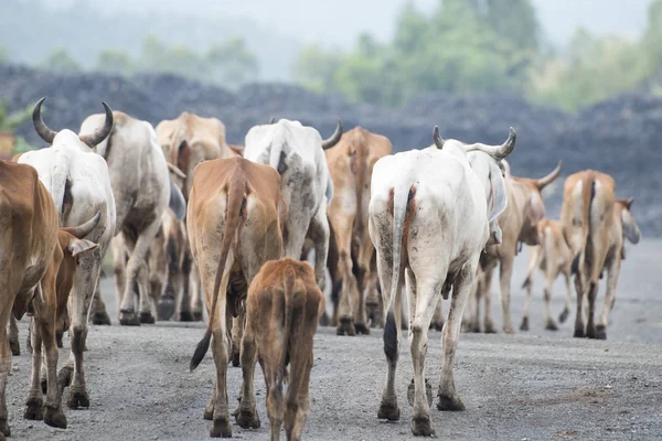 Mucche Una Strada Vicino Alla Città Buriram Nella Provincia Buri — Foto Stock