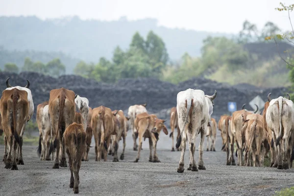 cows on a road near the city of Buriram in the province of Buri Ram in Isan in Northeast thailand. Thailand, Buriram, November, 2017.