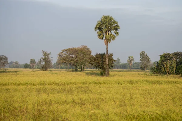 Champ Paysage Près Ville Buriram Dans Province Buri Ram Isan — Photo