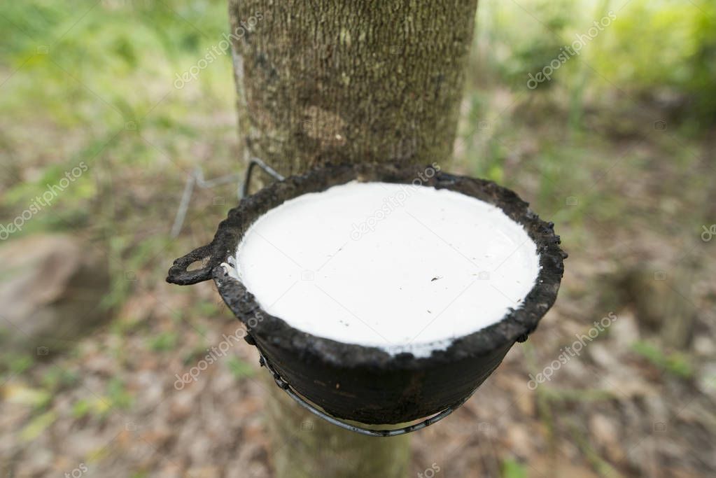 a rubber tree earning in the province of Buri Ram in Isan in Northeast thailand. Thailand, Buriram, November, 2017.